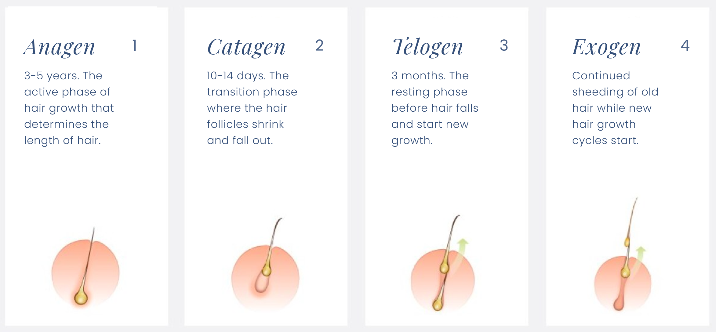 Does Hypothyroidism Cause Gray Hair? Paloma Health